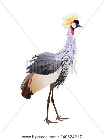 Black Crowned Crane (balearica Pavonina) Standing. Vector Illustration Isolated On White Background.