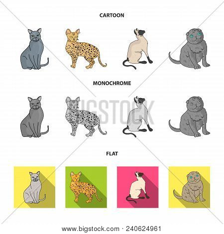 Siamese And Other Species. Cat Breeds Set Collection Icons In Cartoon, Flat, Monochrome Style Vector