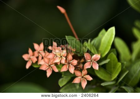 Little Pink Petals