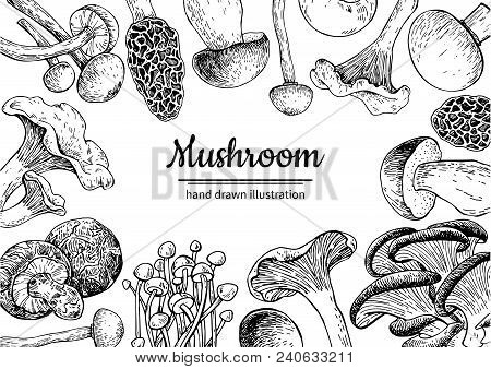 Mushroom Hand Drawn Vector Frame. Isolated Sketch Organic Food Drawing Template. Champignon, Morel, 