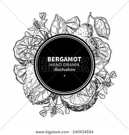 Bergamot Vector Drawing Frame. Isolated Vintage  Template Of Citrus Fruit, Flower. Essential Oil Eng