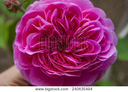 Close Up Beautiful Pink Rose With Many Layers Of Petals.