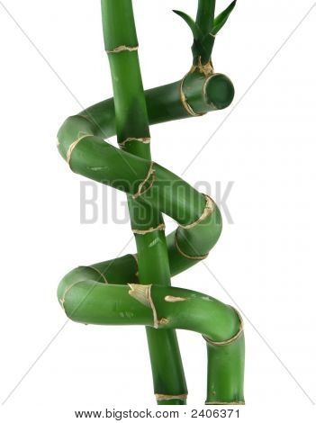 针对白幸运竹