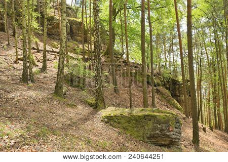 Stones And Rock In Spring Beech Forest In Borny Hill In Machuv Kraj Tourist Area In Czech Republic
