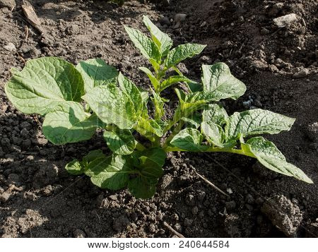 Closeup Of Potato Plant Growing On A Organic Garden Plot.
