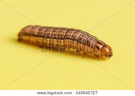 The Caterpillar Crawls On A Yellow Background .