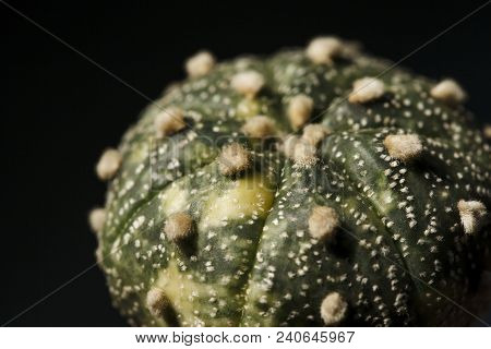 Asterias, Astrophytum, Variegata, Background, Nature, Green, Decoration, Natural, Flower, Cactus, Be