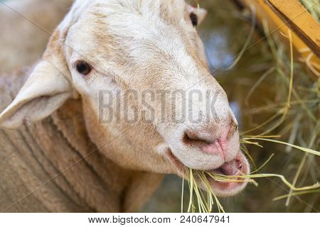 White Goat In The Farm, Happy Life, Goat Is Eating Grass, Cute, Goat Look At Camera