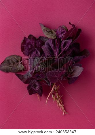 fresh purple orach