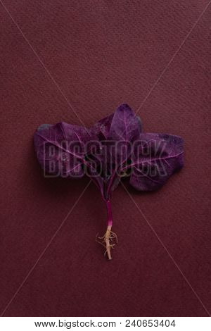 fresh purple orach
