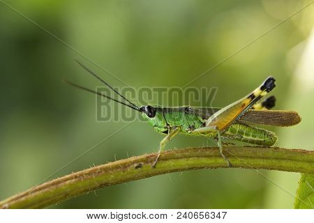 Grasshopper, Jampue Hills, Tripura State Of India
