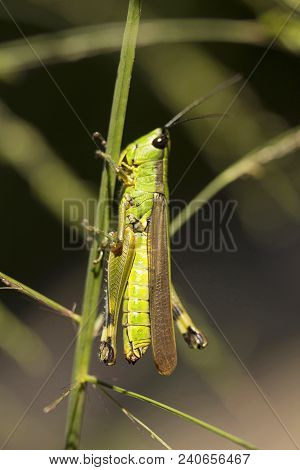 Grasshopper, Jampue Hills, Tripura State Of India