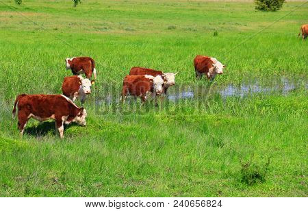 A group of Hereford cows being rounded up for branding