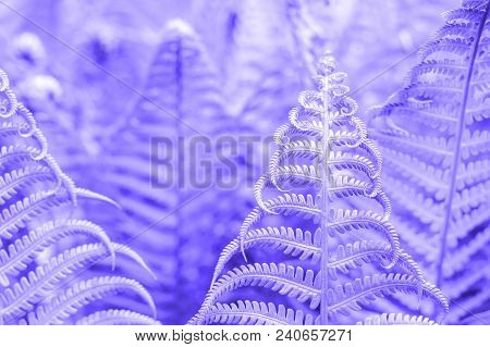 Vibrant Natural Fern Texture Pattern. Beautiful Tropical Forest Or Jungle Foliage Background. Ultrav