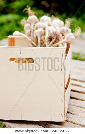 Frisch geerntete Knoblauch Zwiebeln