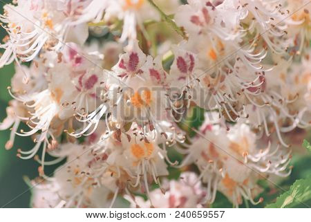 Flowering Branch Of Chestnut In Spring In May Close-up In The Rays Of The Sun.