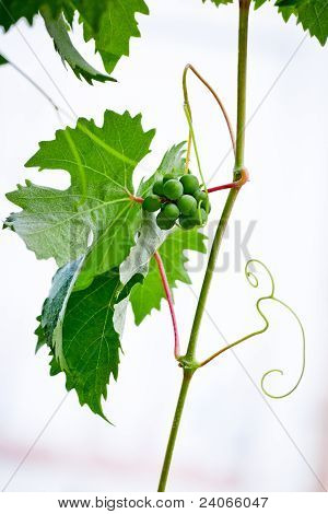 Trauben am Weinstock