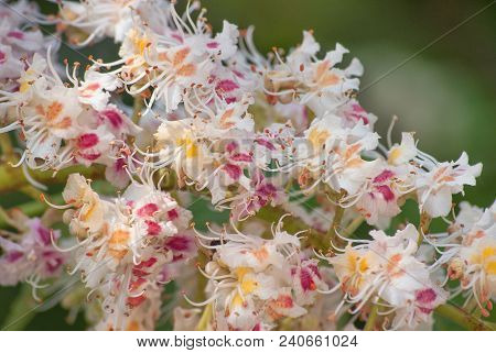 Flowering Branch Of Chestnut In Spring In May Close-up In The Rays Of The Sun.