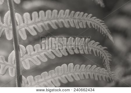 Nephrolepis Exaltata The Sword Fern - A Species Of Fern In The Family Lomariopsidaceae