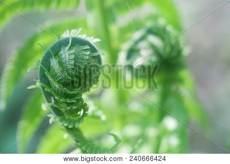 Nephrolepis Exaltata The Sword Fern - A Species Of Fern In The Family Lomariopsidaceae