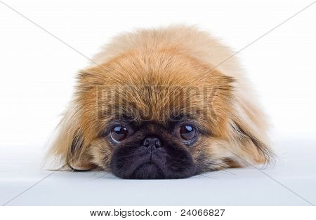 Pekinese Hund auf hellem Hintergrund