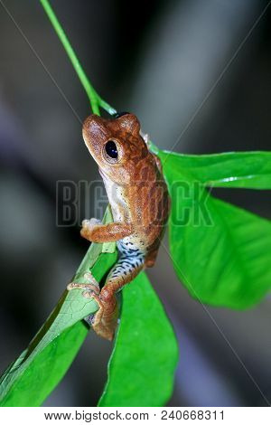 Convict Tree Frog, Hypsiboas Calcaratus, Sitting On A Jungle Tree Branch