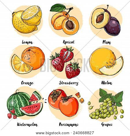 Set Of Fruits Drawn A Line On A White Background. Vector Sketch. Sketch Line. Lemon, Apricot, Plum, 