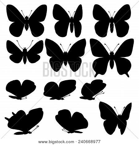 Vector Set Of Butterflies Silhouettes, Hand Drawn Illustration