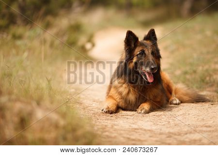 Beautiful Portrait Of The Dog Of Belgian Shepherd Tervuren For A Walk