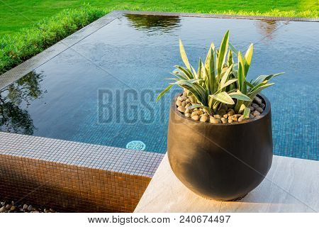 Beautiful Plant Pots Placed On The Pool.