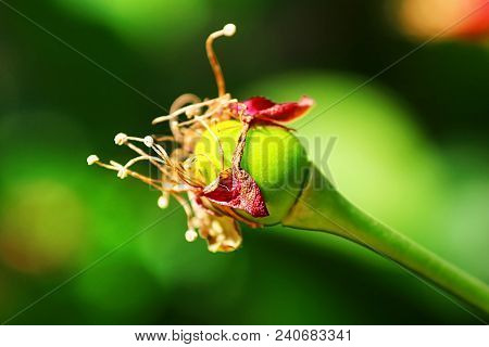 Cherry Tree In The Spring Season, The Flowers Heve Changed Color From White To Red, Green Berry