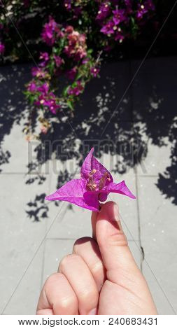 Image Of A Flower, With The Plant In The Background