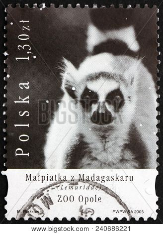Poland - Circa 2005: A Stamp Printed In The Poland Shows Lemuridae, Zoo Animal, Circa 2005