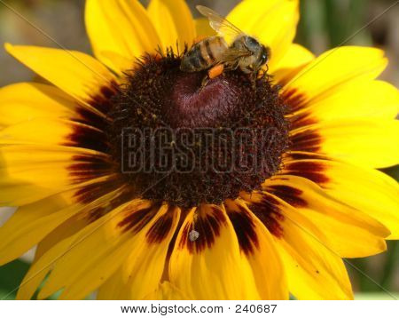 Abeille tournesol
