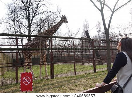 The Girl Is Looking At The Giraffe At The Zoo. Spring Day