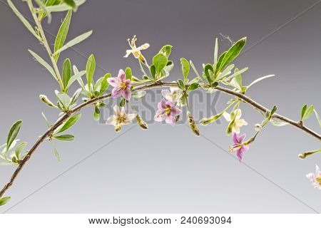Lycium Barbarum Branch With Flowers, Cosmetics And Medicine