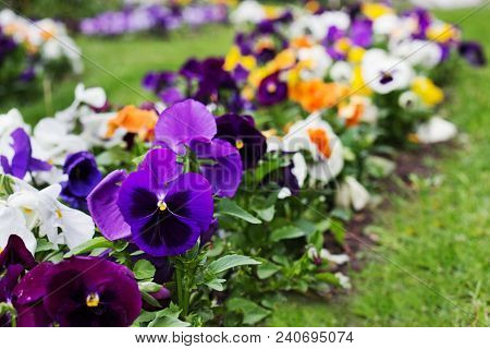 Flowerbed Of Multicolored Viola Tricolor Or Kiss-me-quick (heart-ease Flowers) In Spring, Beauty In 