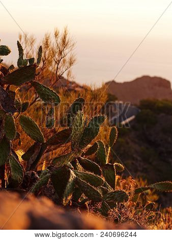 Cactus At Sunset In Tenerife Canary Islands, Perfectly For Smartphone