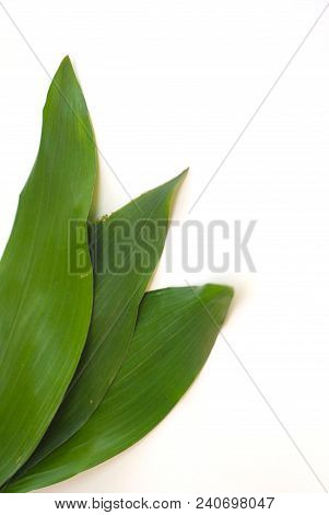 Aspidistra Elatior Variegate Leafe. Decorative Leafe Isolated. White Background.