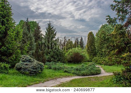 Landscaped Park Of Coniferous Trees. Fairy Forest