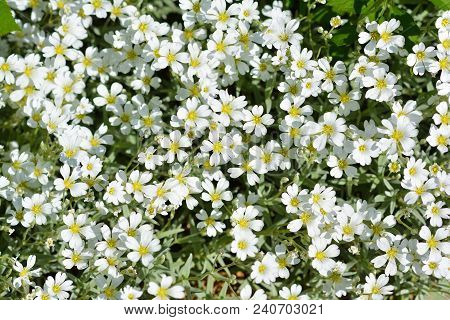 Flowers Of White Chickweed In The Spring Garden. Bush Of White Chickweed.