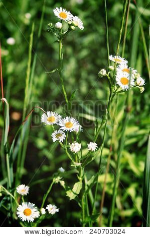 Flowering. Chamomile. Chamomile Flowers On A Meadow In Summer, Selective Focus