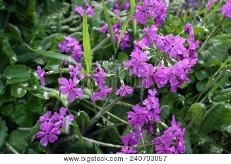Beautiful Bright Violet Flovers Closeup. Flowers On A Meadow In Summer