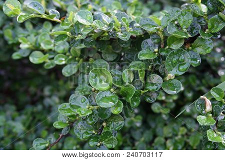 Beautiful Green Leaf Texture With Drops Of Water