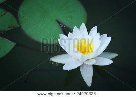 Beautiful White Lotus Flower With Green Leaf In In Pond