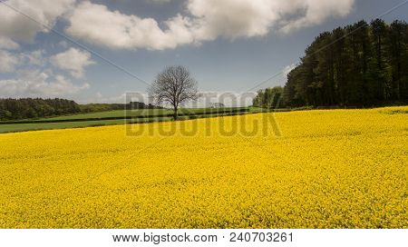 A Rapeseed Field And Trees Near The Small Village And Civil Parish Of Tythegston In South Bridgend, 