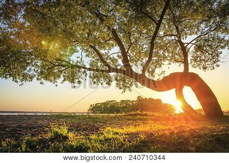 Warm Sunlight With Rays Through Trunk Of Green Tree On River Bank Covered Of Grass Glowing On Sun. S