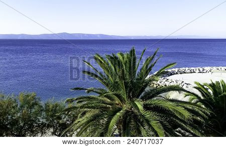 Palm And Adriatic Sea - Podgora, Makarska Riviera, Dalmatia, Croatia