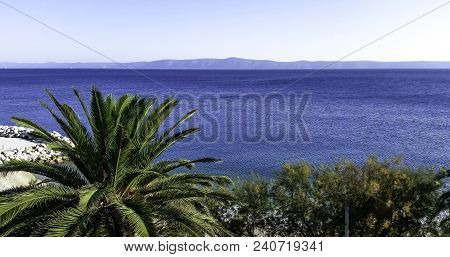 Palm And Adriatic Sea - Podgora, Makarska Riviera, Dalmatia, Croatia