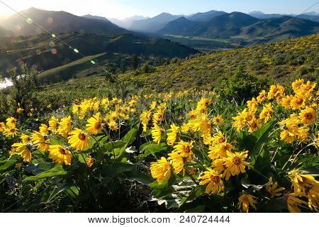 Arnica Or Balsamroot Flowers In Beautiful  Meadows.  Seattle. Washington. United States Of America.